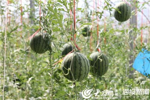 内蒙古网红吃瓜视频曝光,内蒙古网红吃瓜视频引发热议