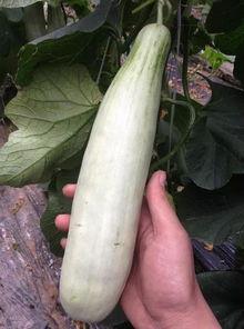 网红吃的生瓜叫什么,揭秘神秘“网红瓜”之谜