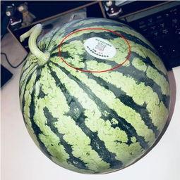 缺网红吃瓜,吃瓜群众如何成为焦点