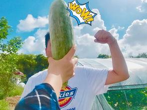 正能量网红吃瓜视频,传递正能量，带你领略人间烟火气