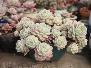 吃瓜网多肉大白兔,吃瓜网上的萌宠新宠儿