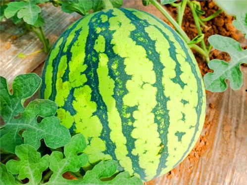 啊阿啊铜铜铜吃瓜网,揭秘娱乐圈幕后故事