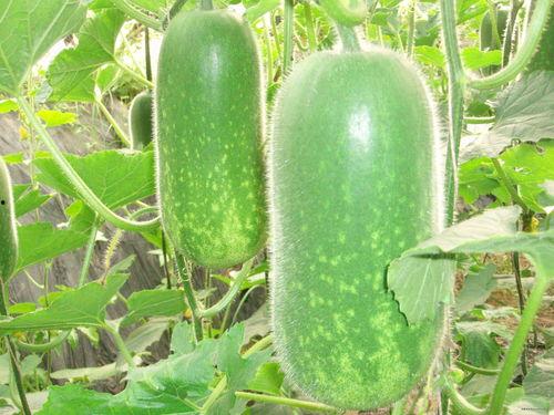 718吃瓜网张津瑜链接