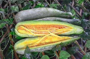 网红界的吃瓜,揭秘娱乐圈幕后真相