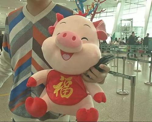 吃瓜揭阳网红小胖猪,吃瓜揭阳，揭秘网络红人的魅力与争议