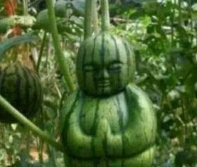 晋城网红吃瓜事件真相