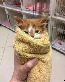 网瓜猫可以吃吗有毒吗